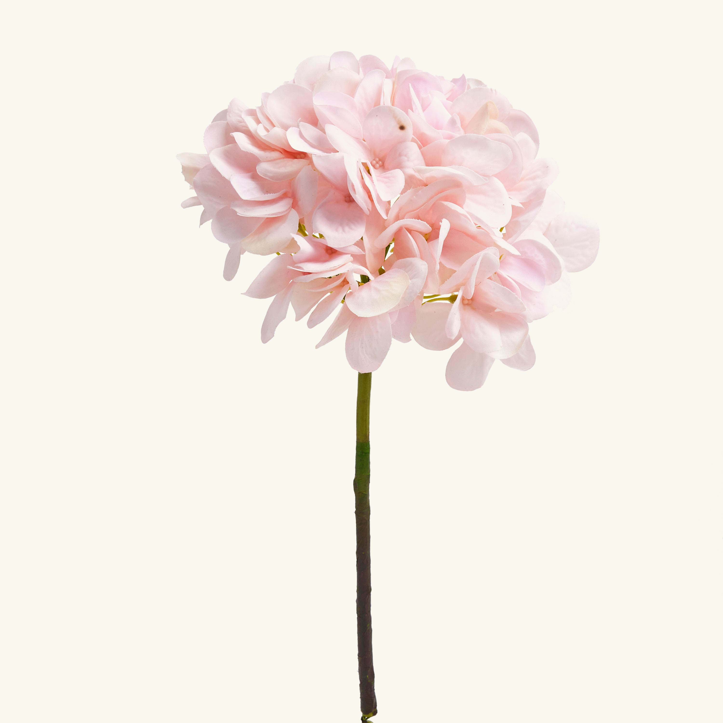 Hydrangea Stem
Hydrangea Stem