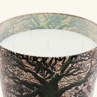 Sacred Trees Kani Candle Maxi Max baobab collection sacred trees kani candle maxi max
