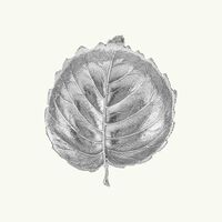 Hazelnut Leaf Bowl Small Silver buccellati hazelnut leaf bowl small silver