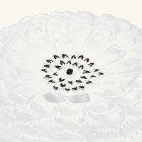 lalique dahlia no  2 box white