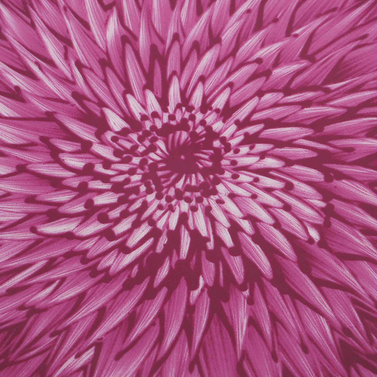 برناردو طبق الطعام إن بلوم دائري وردي إصدار محدود