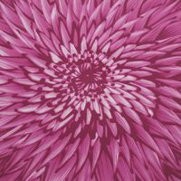 برناردو طبق الطعام إن بلوم دائري وردي إصدار محدود