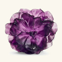 دوم مزهرية كاميليا متوسطة وردية