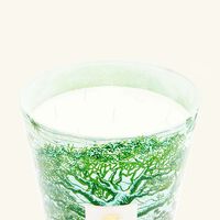 Sacred Trees Kamalo Candle Maxi Max baobab collection sacred trees kamalo candle maxi max