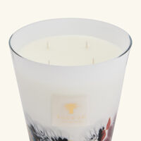 شمعة رينفورست تانجونغ ماكس 16 باوباب شمعة رينفورست تانجونغ ماكس 16