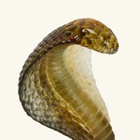 Naja Figurine Small Brown daum naja figurine small brown