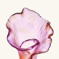 دوم مزهرية آروم روز متوسطة وردية