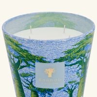 Sacred Trees Yarani Candle Max 16 baobab collection sacred trees yarani candle max 16