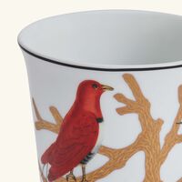 برناردو كاس أو زوازو مع شمعة