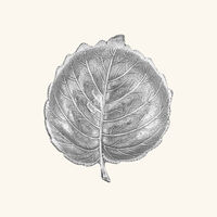 وعاء على شكل ورقة بندق بحجم صغير جدًا بوتشيلاتي وعاء على شكل ورقة بندق بحجم صغير جدًا