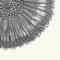 Daisy Bowl Medium Silver buccellati daisy bowl medium silver