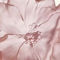 Camellia Vase Medium Pink daum camellia vase medium pink