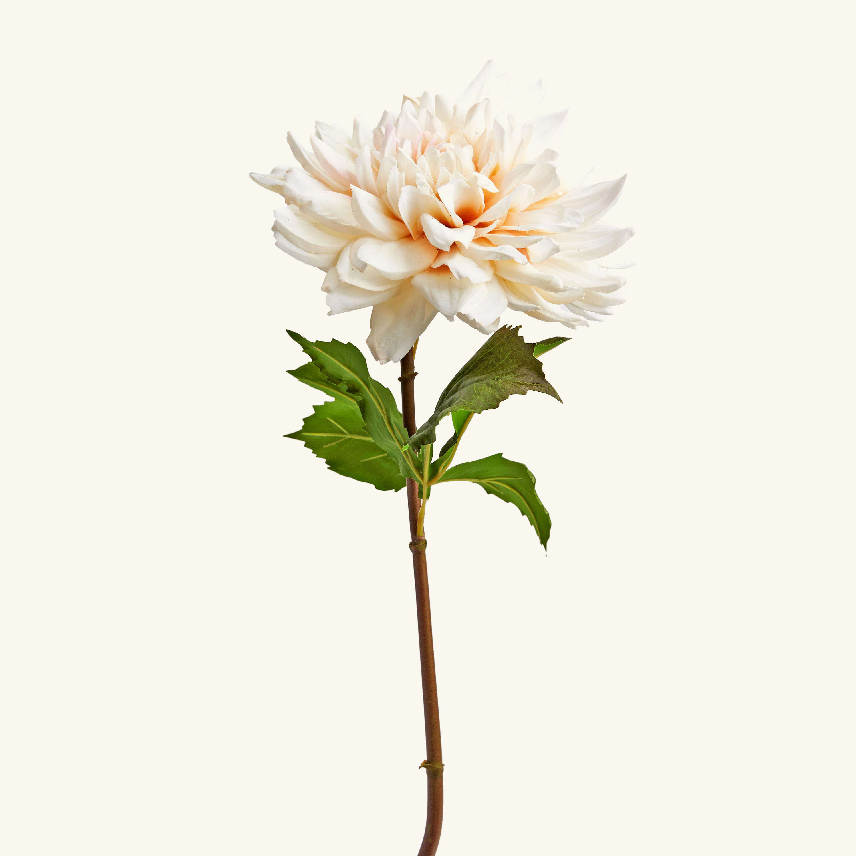 

Dahlia Stem